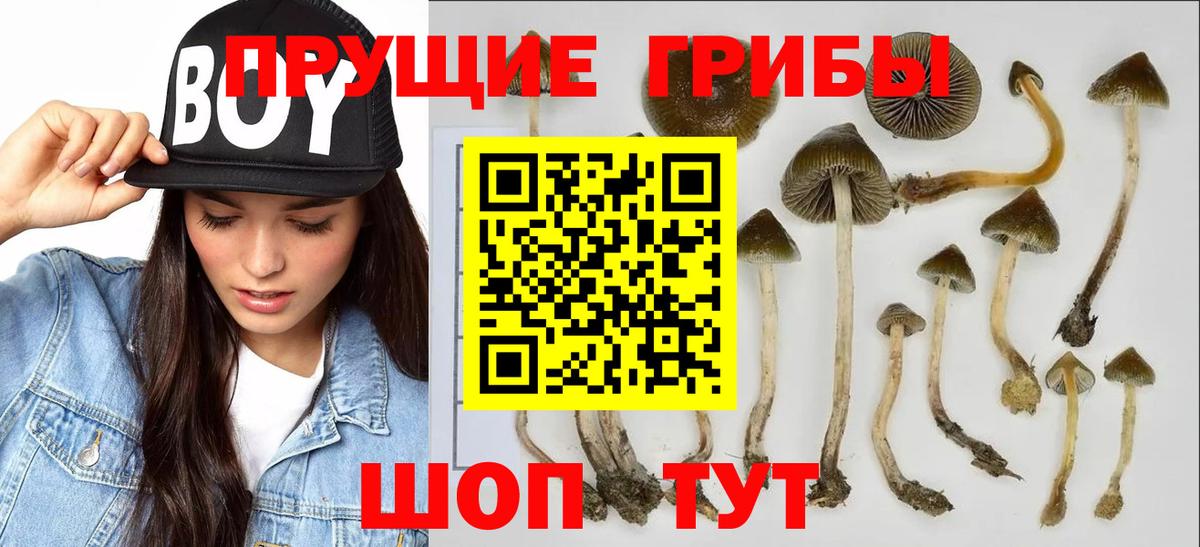 Галлюциногенные грибы прущие грибы Подольск